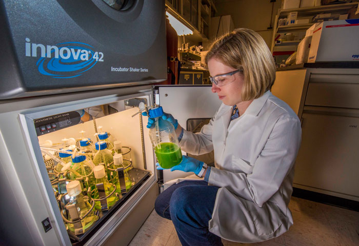 Энн Раффинг в лаборатории с образцами биотоплива на основе цианобактерий