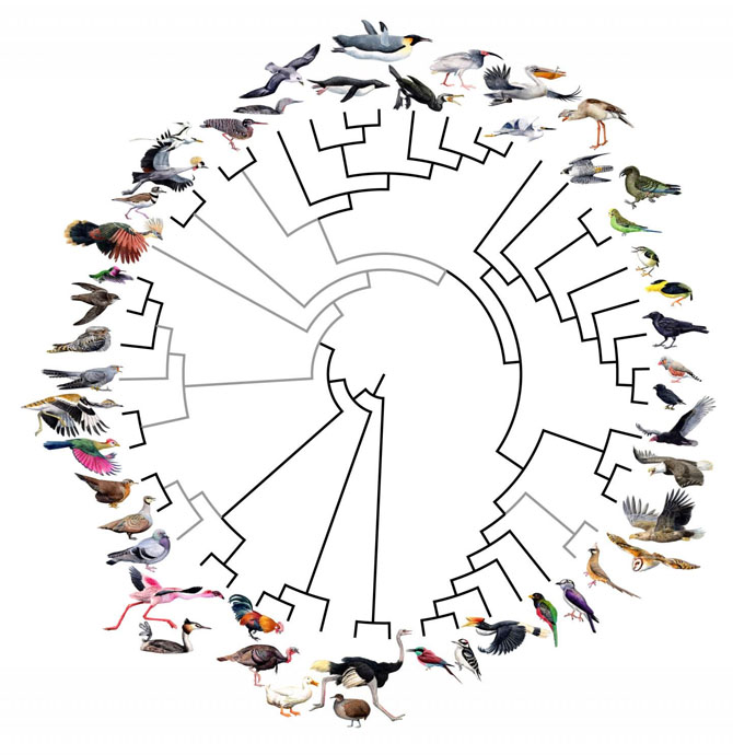 Эволюция птиц