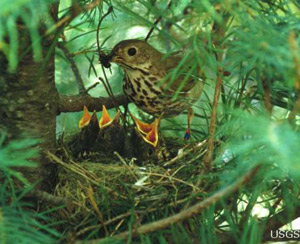 В горах Аризоны птицы вьют гнезда в густых кронах деревьев. Фото U. S. Geological Survey