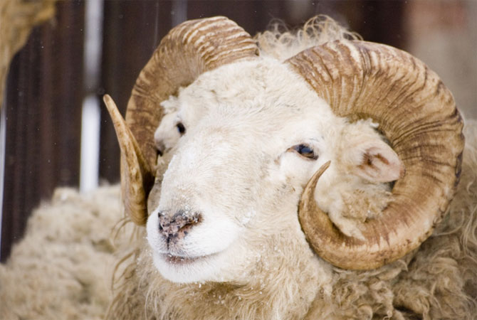Овцы и козы сохраняют блеяние на протяжении всей жизни