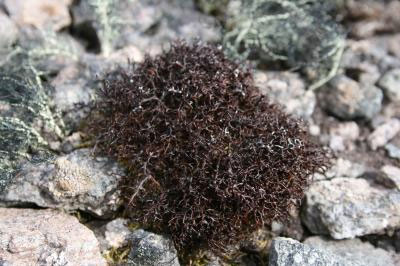 Лишайник Cetraria aculeata