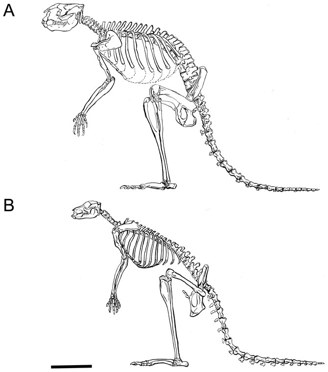 Скелеты (A) Sthenurus stirlingi и (B) Macropus giganteus