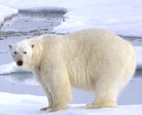 Белому медведю глобальное потепление тоже не в радость