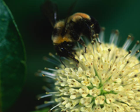Яркий пример мутуализма — пчела, которая опыляет цветок