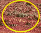 На снимке Марса блоггеры нашли грызуна