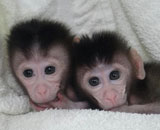 Манипуляции с геномом обезьян помогут исследовать человеческие болезни