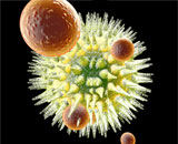 Обнаружена связь иммунитета с продолжительностью жизни