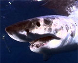 Запрет охоты на акул привел к росту популяции