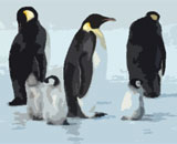 Места дислокации императорских пингвинов рассмотрели со спутника