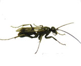 Обнаружены осы, которые защищают гнезда мертвыми муравьями