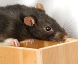 Доказано, что крысы используют усики для осязания