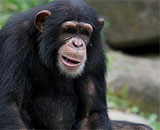 Впервые установлена генетическая основа интеллекта шимпанзе