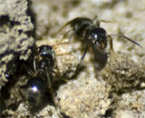 Исследователи подсчитали, насколько муравьи ускоряют эрозию минералов