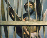 За 50 лет шимпанзе на планете стало в 6,5 раз меньше