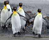 Предки современных пингвинов были гигантами