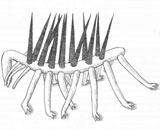 Одно из самых странных существ на планете записали  в бархатные черви