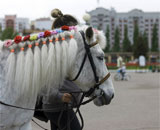 В геноме лошадей выделили признаки одомашнивания