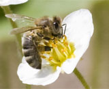 Пчелы используют разные генетические тропы для борьбы с инфекциями