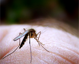 Новая назальная вакцина блокирует малярию