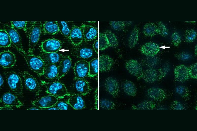 Virology: Ученые создали белок рецептора COVID в клетках мыши
