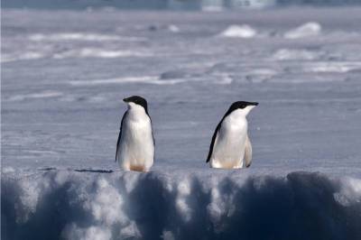 GBE: ДНК древних пингвинов Адели выявило повторы возрастом сотни миллионов лет