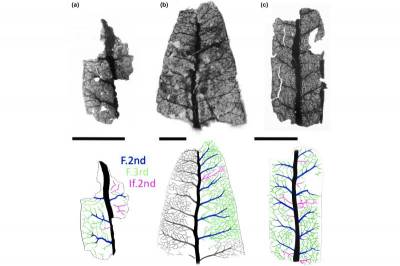 New Phytologist: Сети прожилок на листьях появились 201 млн лет назад