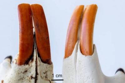 ACS Nano: Зубы нутрий и бобров помогут ученым вывести формулу совершенной эмали