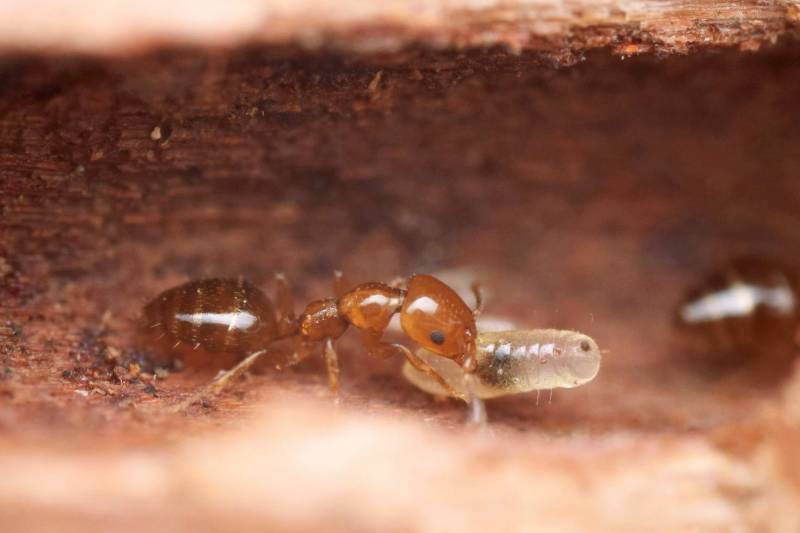 PRSBBS: Несколько видов муравьев выработали одинаковые отношения с деревьями