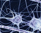 Как стволовые клетки спасают нервные