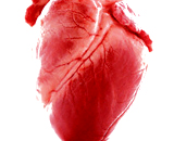 Естественный компонент крови поможет сердцу