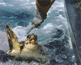 Как снизить истребление морских черепах