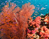 Рифы спасет древняя окаменелость