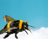 Экзотические цветы не позволят пчелам остаться без работы