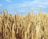 Ученые выводят терпимые к засухе зерновые
