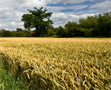 Ученые разметили генетический код пшеницы