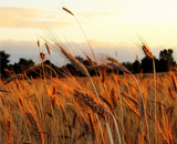 Найден ключ к выращиванию зерновых в холодном климате
