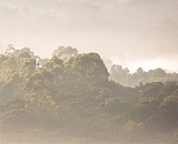 Древние тропические леса производят дождевые облака