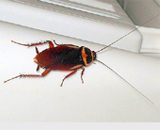 Новая программа упрощает анализ насекомых в движении