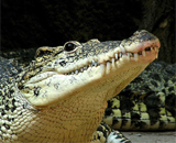 Найден новый доисторический вид крокодила