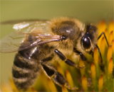 Невыспавшиеся пчелы теряют способность связно излагать