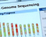 Расшифрован недавно секвенированный геном земляники