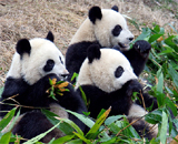 Панды нуждаются в реликтовых лесах