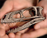 Предок Тираннозавра был маленькой злюкой