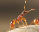 Объяснена роль муравьев в экосистеме