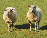 Овцы оказались сообразительнее, чем о них думали