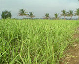 Сахарный тростник - находка для экологов