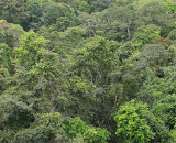 Когда появились первые тропические леса