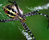Ученые разгадали уловку пауков-кругопрядов