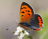От настойчивых ухажеров бабочки отмахиваются крыльями