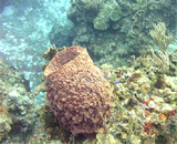 Коралловые рифы могут вновь обрасти губками